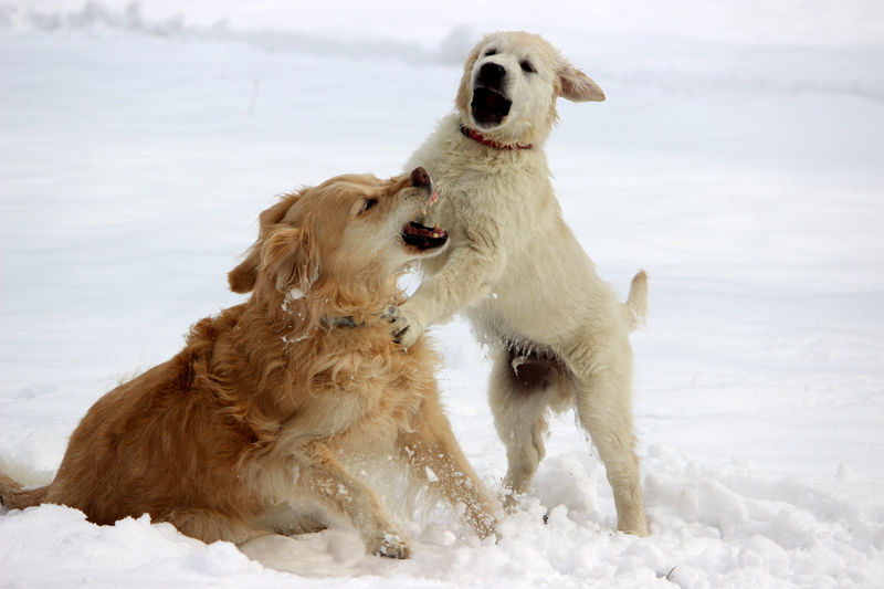 Golden Retriever Schneespiel