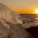 Golden Retriever - Seelenhund