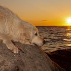 Golden Retriever - Seelenhund