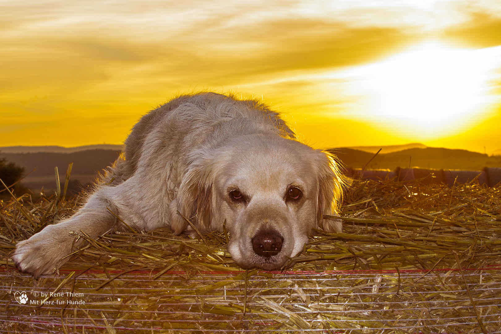 Golden Retriever - Seelenhund - Goldi