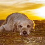 Golden Retriever - Seelenhund - Goldi