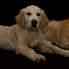 Golden Retriever Shoot 1