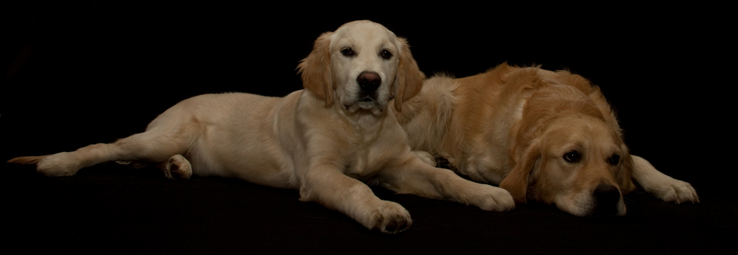 Golden Retriever Shoot 1