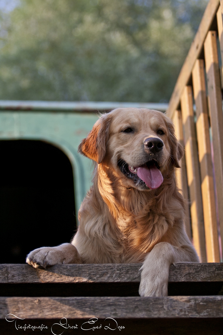 Golden Retriever Simon