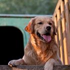 Golden Retriever Simon