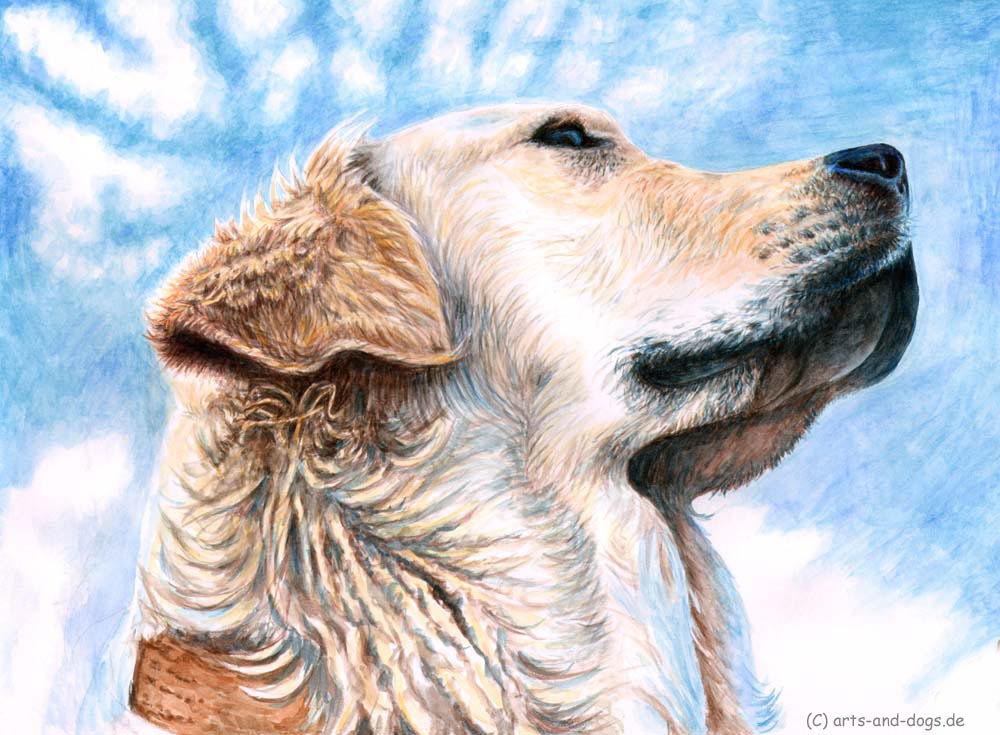 Golden Retriever Sky