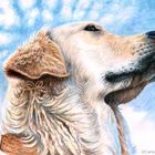 Golden Retriever Sky