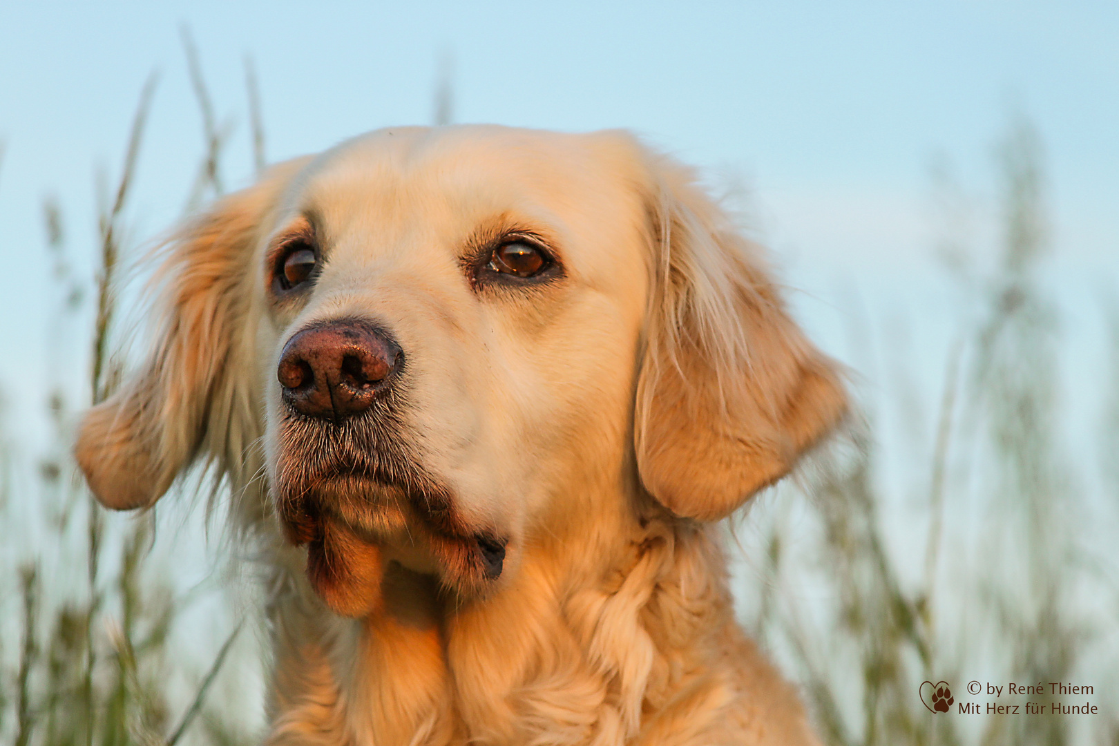 Golden Retriever - Sonnenuntergang