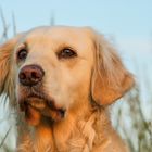 Golden Retriever - Sonnenuntergang