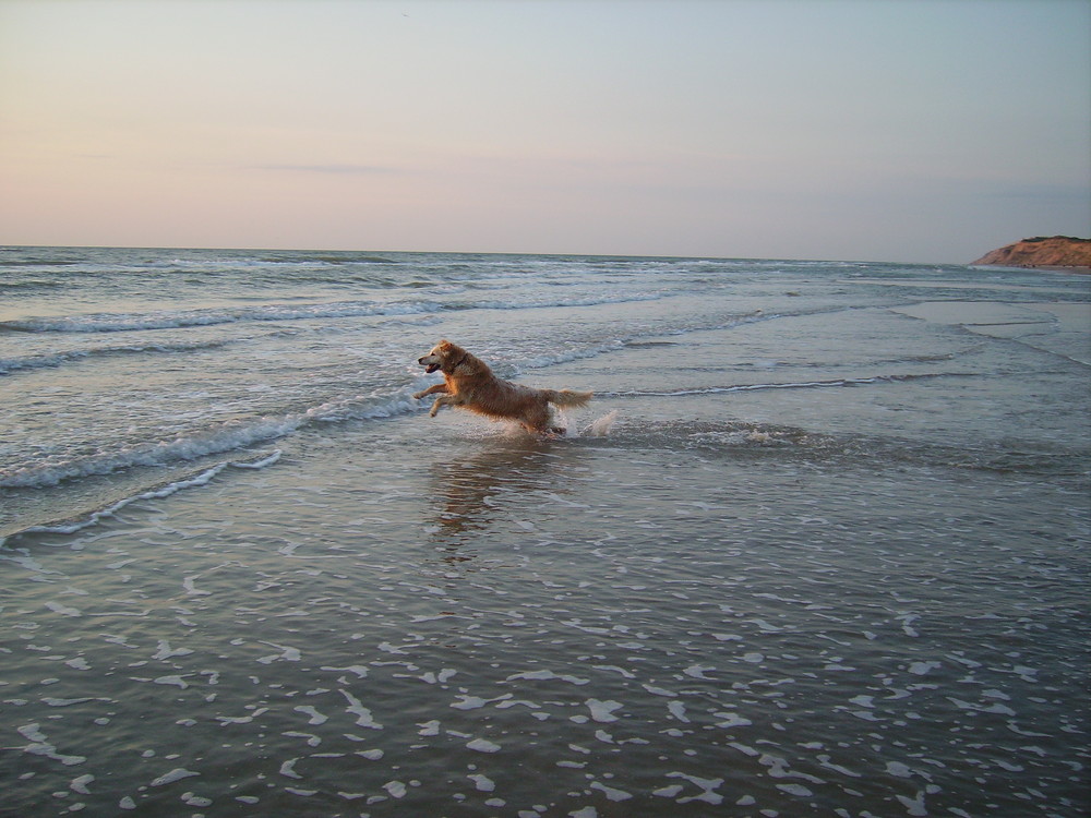 Golden Retriever springt ins Wasser