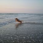 Golden Retriever springt ins Wasser