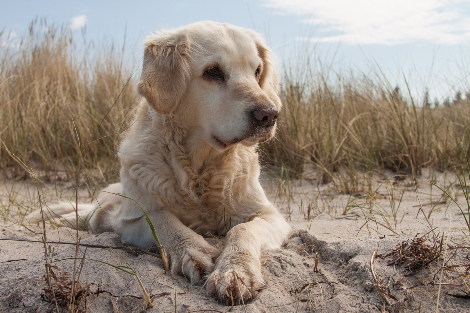 Golden Retriever - Strandaussichten