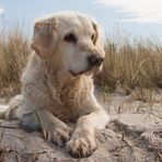 Golden Retriever - Strandaussichten