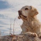 Golden Retriever - Strandaussichten von Goldi