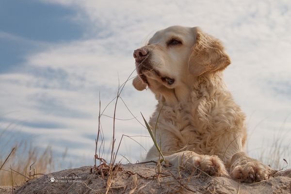 Golden Retriever - Strandaussichten von Goldi