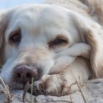 Golden Retriever - Strandlage