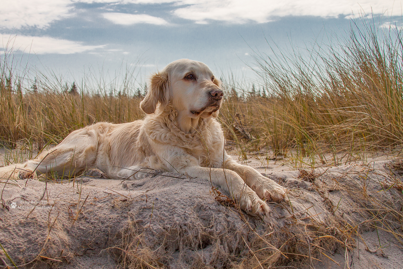 Golden Retriever - Strandurlaub