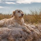 Golden Retriever - Strandurlaub