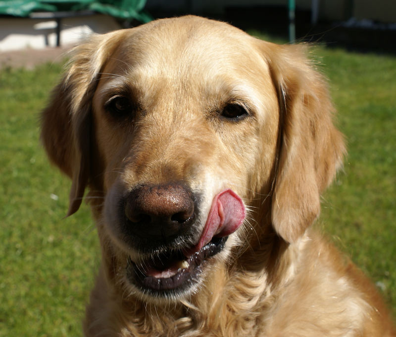 Golden Retriever Tara