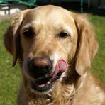 Golden Retriever Tara