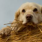Golden Retriever - Trauer um meinen Hund Goldi