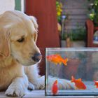 Golden Retriever trifft Goldfisch !