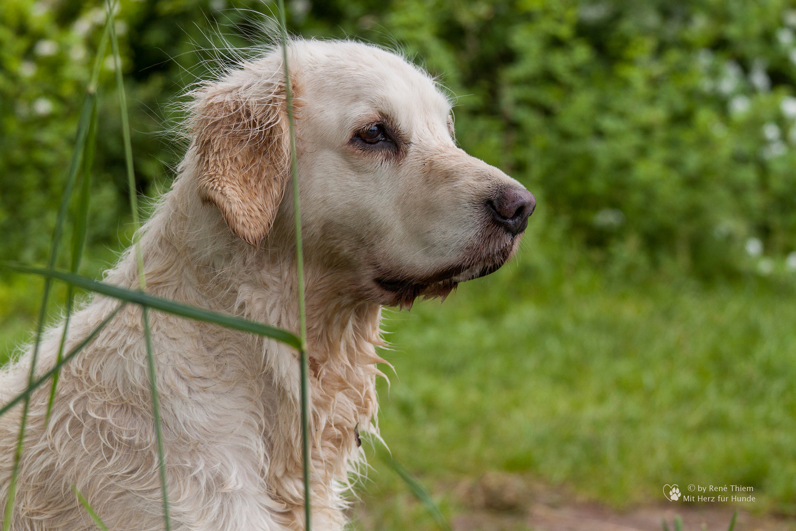 Golden Retriever - trocknen nach dem Bad