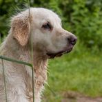 Golden Retriever - trocknen nach dem Bad