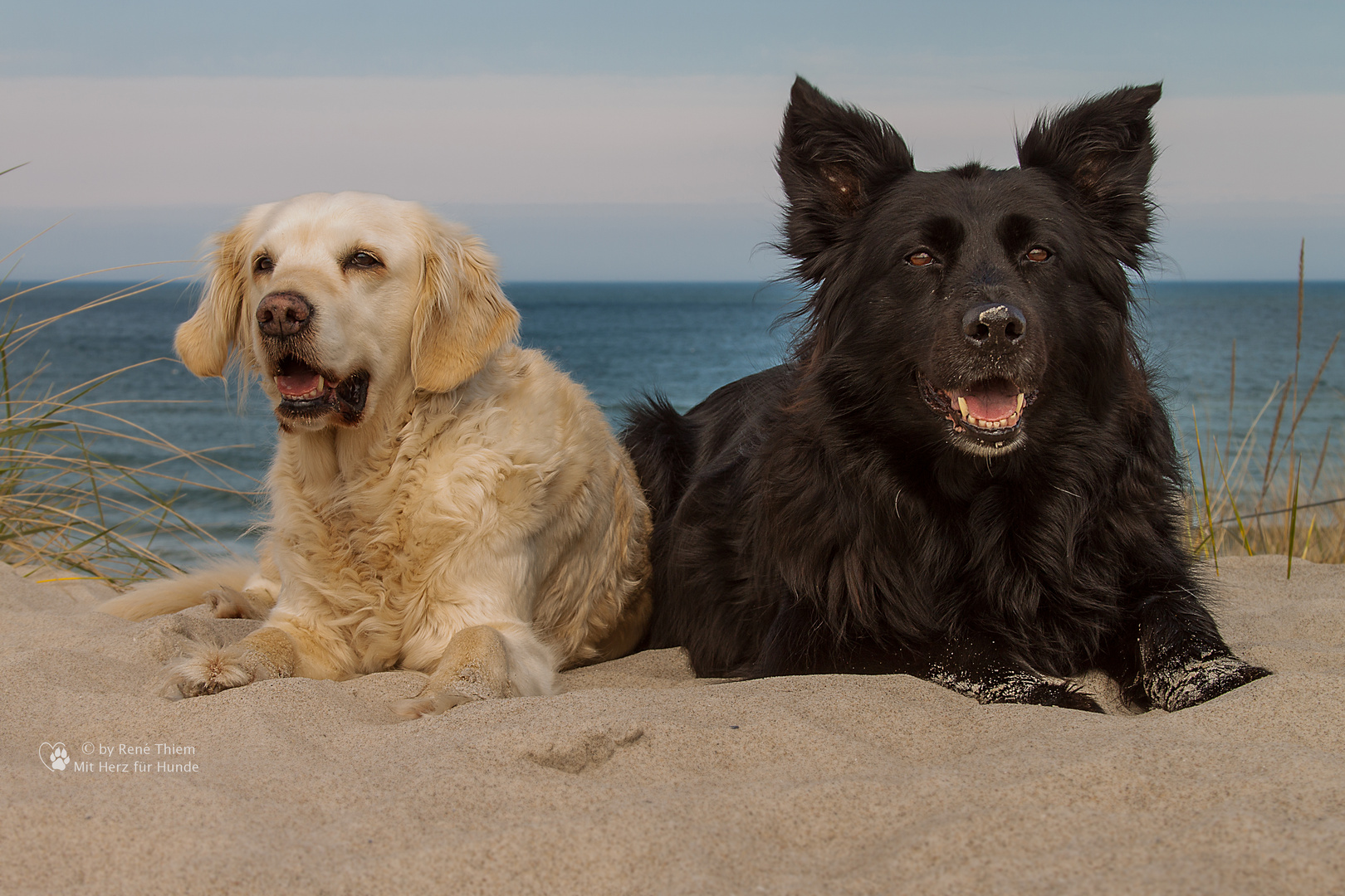 Golden Retriever und Mitteldeutscher Hütehund