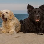 Golden Retriever und Mitteldeutscher Hütehund