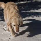 Golden Retriever und sein Schatten