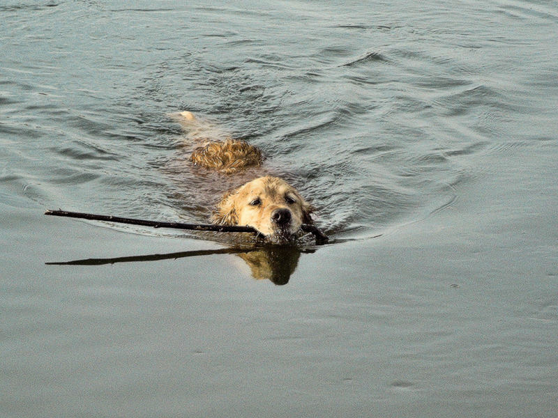 Golden Retriever V