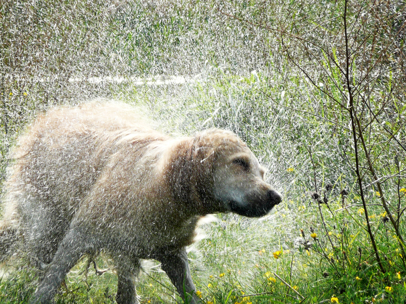 Golden Retriever Wasserspiel