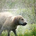 Golden Retriever Wasserspiel