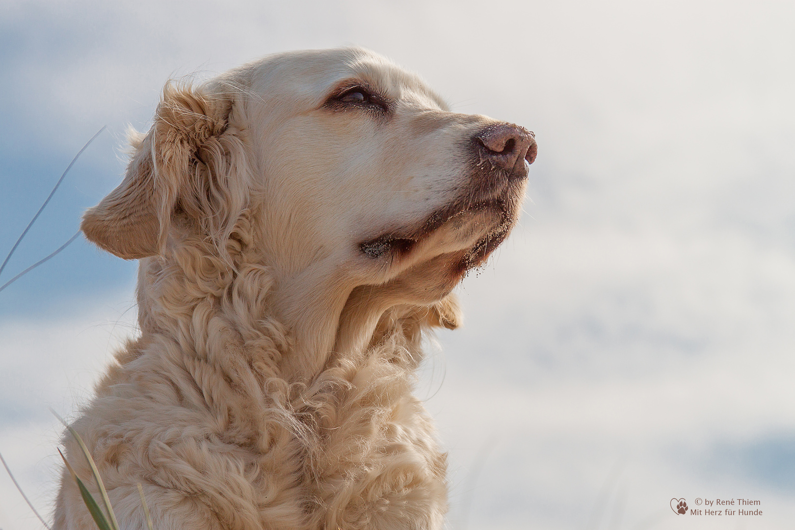 Golden Retriever - Weitblick von Goldi