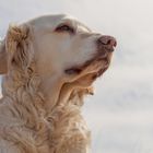 Golden Retriever - Weitblick von Goldi