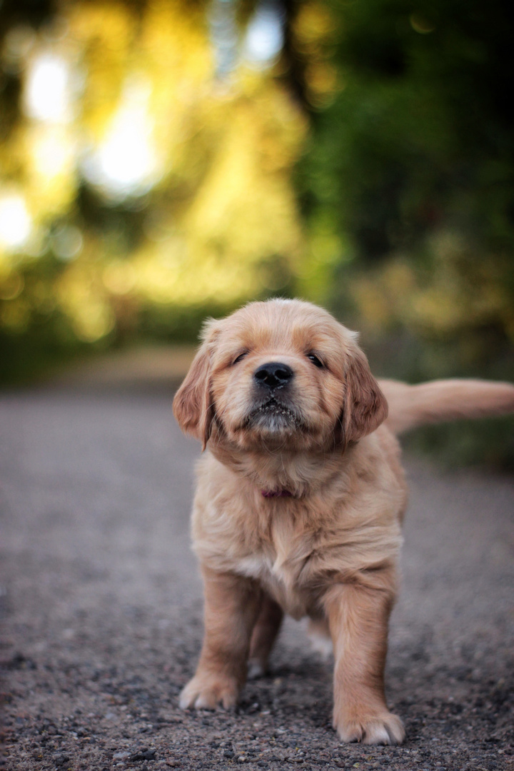 Golden Retriever Welpe 