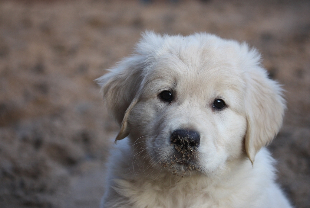 Golden Retriever Welpe