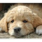 Golden Retriever Welpe