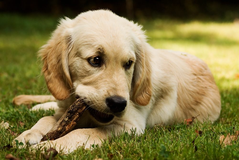 Golden Retriever Welpe