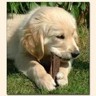 Golden Retriever Welpe II