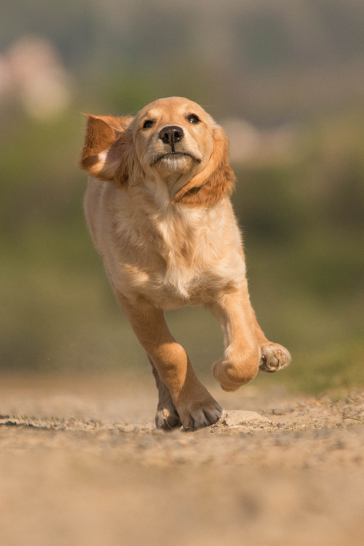 Golden Retriever Welpe ist flott unterwegs