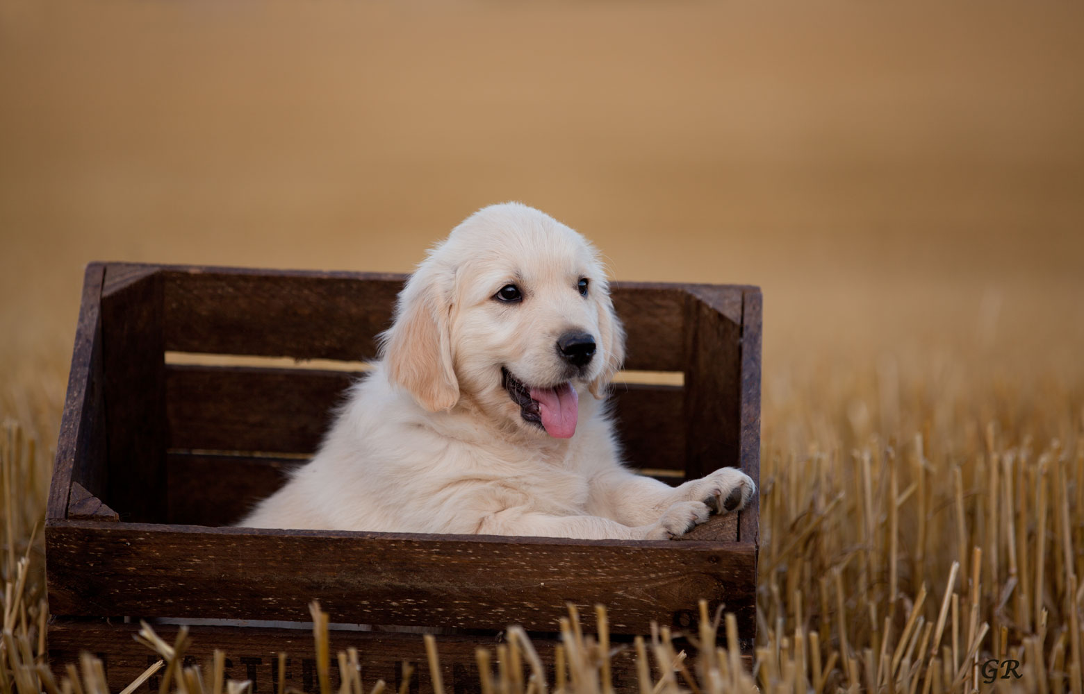 Golden Retriever Welpe, neu