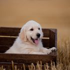 Golden Retriever Welpe, neu