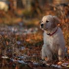 Golden Retriever Welpe Tyrell