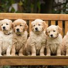 Golden Retriever Welpen