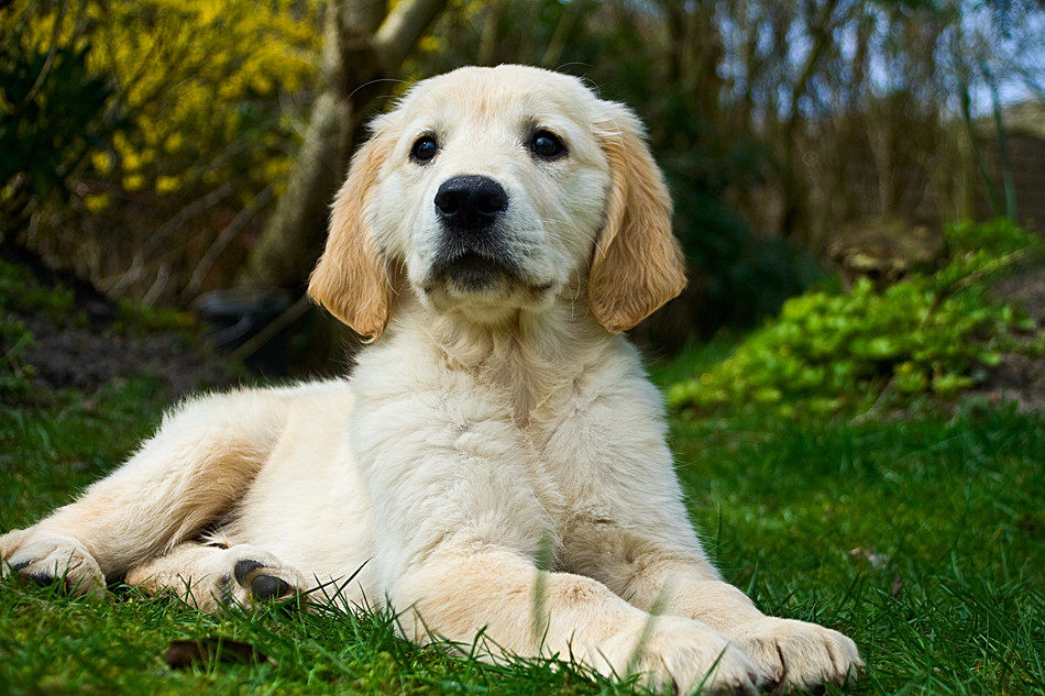 Golden Retriever - GolDen Retriever Welpen A8eD26f7 98a1 4a52 Bb9a Ae67f11e7fD4