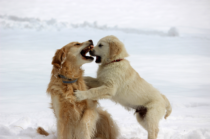 Golden Retriever Winterspiel