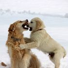 Golden Retriever Winterspiel