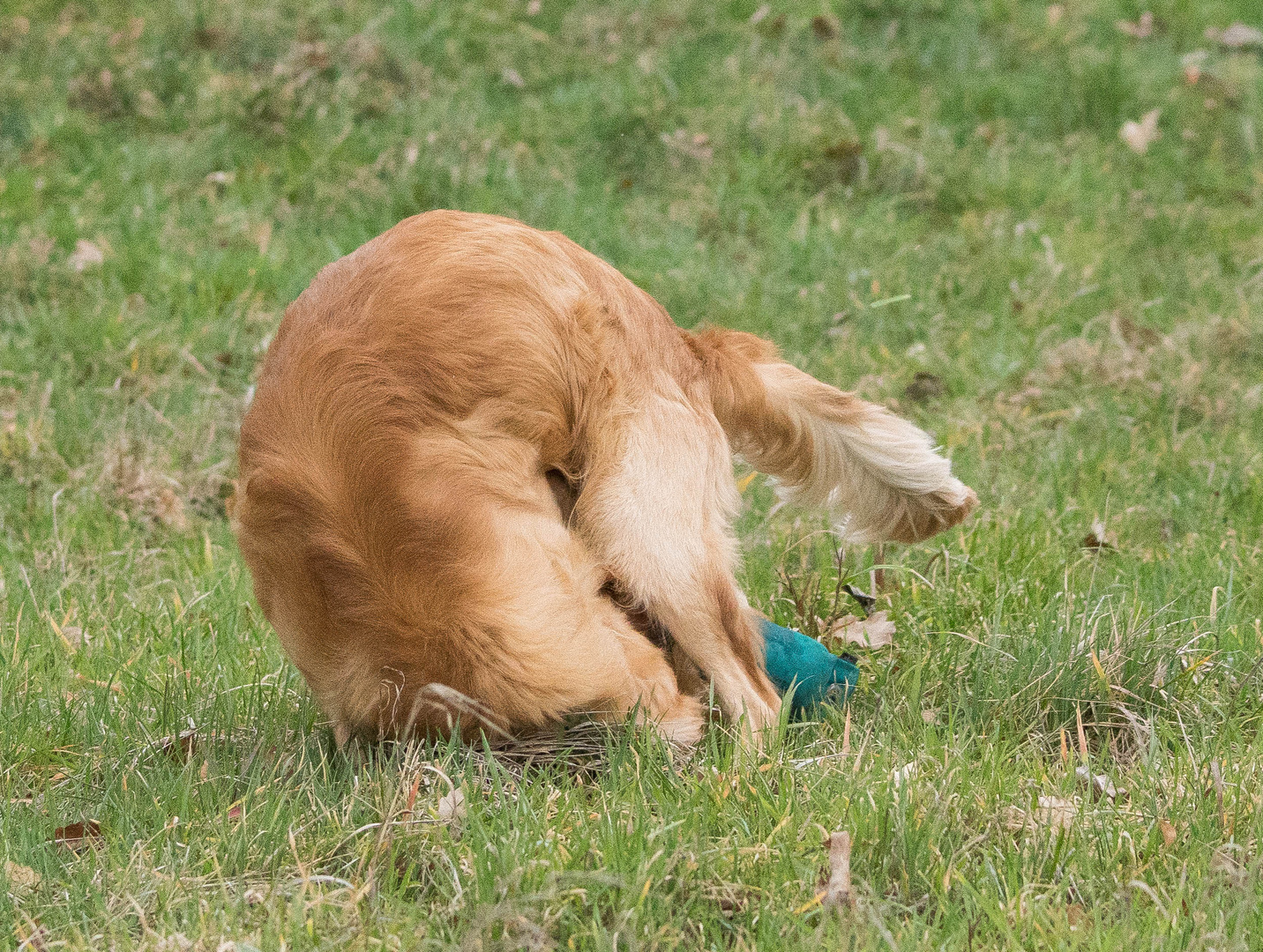 Golden Retriever, Yoga, Übung 1